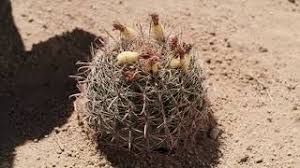 I was tryign to figure out where the new growth is. Sos How To Survive Cacti Full Of Water Youtube