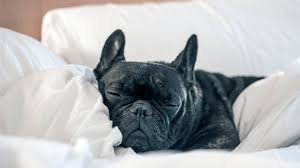 Maybe you would like to learn more about one of these? Why Hotels Should Ban Pets Conde Nast Traveler