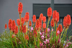 We did not find results for: Herbaceous Perennials In Alabama Lawn And Garden Unp 2177