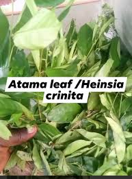 Image result for Heinsia