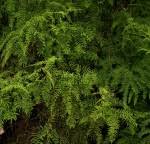 Image result for Gleichenia polypodioides
