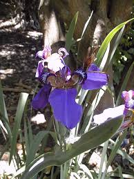 Image result for Neomarica northiana