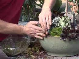 Epic gardening occasionally links to goods or services offered by vendors to help you find the best products to care for plants. How To Plant A Cactus Garden Youtube