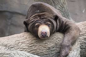 Kasihan Tapir Binturong Beruang Matahari Jadi Mangsa Beruang Matahari Antara Hidupan Liar Yang Terkesan Dengan Kerakusan Manu Bear Aggressive Animals Animals