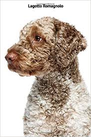 The lagotto romagnolo is a working dog and is used for sniffing truffles. Lagotto Romagnolo Portable Lined Lagotto Travel Journal To Write In 120 Pages 6 X9 Amazon Co Uk Rosen George 9798618420754 Books