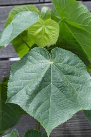 Image result for Dombeya lastii
