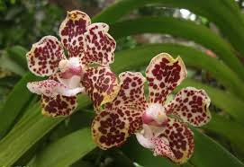 Vanda Lombokensis Orquideas