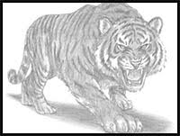 Draw the tiger's eyes in detail and finish drawing the front paws. How To Draw Cartoon Tigers Realistic Tigers Drawing Tutorials Drawing How To Draw Tigers Drawing Lessons Step By Step Techniques For Cartoons Illustrations
