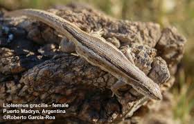 Image result for Laggera gracilis