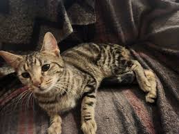 older chihuahua dog seen running loose