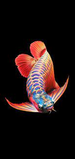 2560x1440 koi fish live wallpaper free download koi fish live> · download. Pin Oleh Masjid Al Qayyim Di Arwana Super Red Ikan Akuarium Ilustrasi Hewan Ikan Cupang