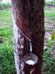 Pokok getah ( hevea brasiliensis ) ialah pokok dalam famili euphorbiaceae dan ahli terpenting dalam genus hevea. Getah Definition And Synonyms Of Getah In The Malay Dictionary