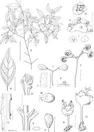 Image result for Pleurostylia africana