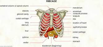 Moreover, there are many vital organs such as the heart, liver, gall bladder, kidney, and lungs under your right rib cage. Pin On School