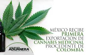 México se dispone a legalizar la marihuana y a convertirse en el mayor mercado del mundo. Mexico Recibe Primera Exportacion De Cannabis Medicinal Procedente De Colombia Estrategia Aduanera