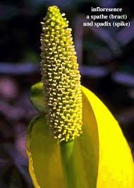 Image result for Araceae