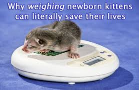 Weighing Newborn Kittens And How This Could Save Their