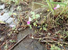Image result for Impatiens burtonii