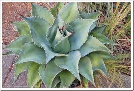 Image result for Walleria mackenziei