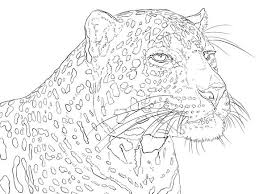 Portrait Of Indian Leopard Coloring Page Free Printable Coloring Pages Animal Coloring Pages Coloring Pages Cat Coloring Page