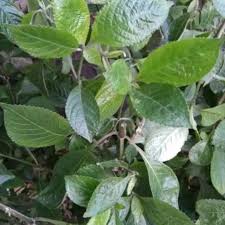 Hari ini saya kongsikan satu petua yang anda boleh amalkan menggunakan daun pecah beling /daun pecah. Jual Daun Keji Beling Atau Pecah Beling 300 Grm Lazada Indonesia
