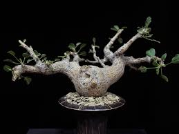 Image result for Commiphora schlechteri