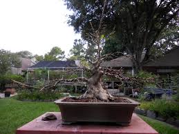 This produces an injury which the tree heals, and this produces scar tissue, which thickens the trunk. Growing A Good Nebari And Fat Trunk Base Ficus Bonsai Bonsai Penjing More