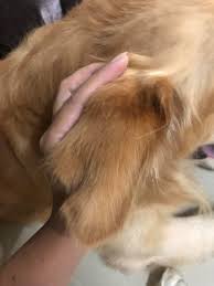 Image result for abscess dog's ear flap