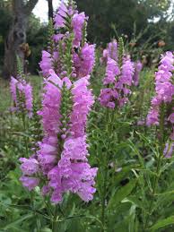 More images for physostegia pink manners » Physostegia Virginiana Archives