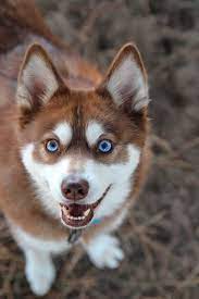 Epingle Par Alaskan Klee Kai Love Sur Klee Kai Blue Eyes Chiot Husky Chiot Trop Mignon Photo De Chien Mignon