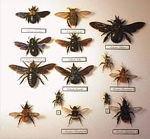 La sua puntura può essere letale quando… Vespa Crabro Wikipedia
