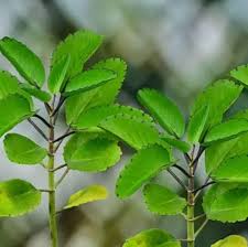 Image result for Bryophyllum
