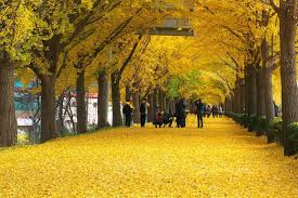 Ginkgo Tree Road Google Search