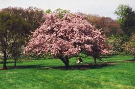 We offer affordable bare root prairifire flowering crabapple trees and many others trees shipped at the best time for planting where you live. Makamik Flowering Crab Malus Makamik At Connon Nurseries Cbv Crab Apple Flowering Crabapple Deciduous Trees
