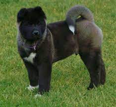 Our Male Will Look Like This Love The Black Akita Dog American Akita Japanese Akita