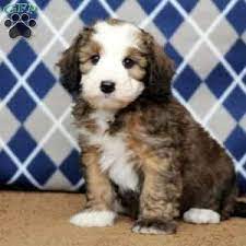 Mini Bernedoodle Puppies For Sale Greenfield Puppies Bernedoodle Puppy Bernedoodle Mini Bernedoodle