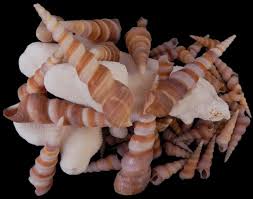 Where can you find giant clams in the wild? Seashells In Bulk Pound Kilo Bags Of Shells