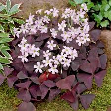 Image result for Oxalis purpurascens