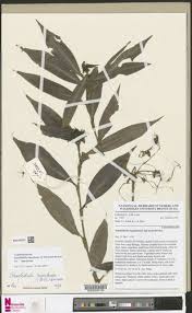 Image result for Stanfieldiella imperforata