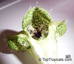 Parachute advansed shea & coconut hair oil. Ceropegia Sandersonii Parachute Plant Umbrella Flower Toptropicals Com