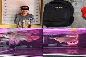 Ikan asin yang kecil ditafsirkan tidak ada kebaikan pada si pelaku mimpi. Butuh Uang Pembantu Rumah Tangga Gasak Ikan Arwana Milik Majikan