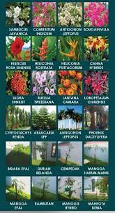 Jenis lain seperti ubi, singkong, hingga pisang ternyata juga dijadikan sebagai asupan makanan utama dan. Jenis Jenis Pokok Berbunga Renek Cater Const Resources Facebook
