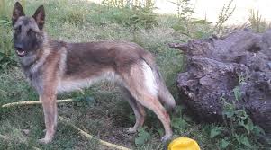 Le malinois fait partie du groupe des bergers belges, tout comme le groenendael, le tervueren et le laekenois. Berger Belge Groenendael Chiot