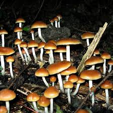 People would often experience dryness in the mouth, which is why it is essential to rehydrate afterward. Scientists Figured Out How Shrooms Open Your Mind The Verge
