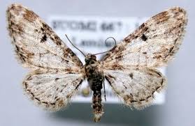 Image result for Eupithecia indigata