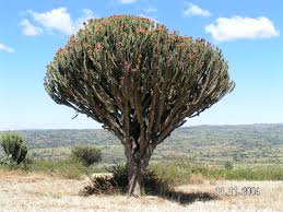 Learn cactus tree faster with songsterr plus plan! 106 Joni Mitchell Cactus Tree Jeff Meshel S World