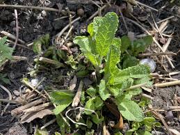 When someone cant stop kissing people, or when someone kisses a lot of people. How To Prune Salvias Three Pruning Groups Jack Wallington Garden Design Ltd