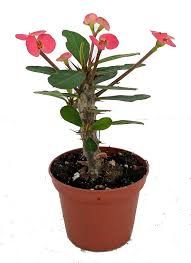 Image result for Euphorbia kilwana