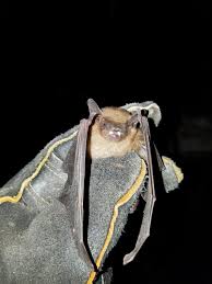 Before we dive in, let's have a bat chat. There S A Bat In My House What Should I Do Virginia Wildlife Removal
