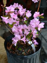 Super Winter Hardy Olga Mezitt Rhododendron Rhododendron Plant Rhododendron Small Plants